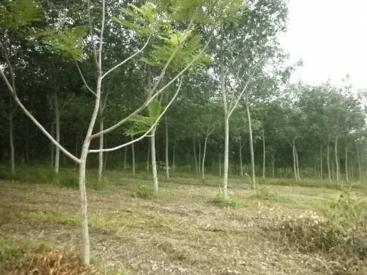 ขออนุญาติ ขายสวนยางหน่อยนะครับ ( ที่อำเภอวังน้ำเขียว ) ขออนุญาติ ขายสวนยางหน่อยนะครับ ( ที่อำเภอวังน้ำเขียว )