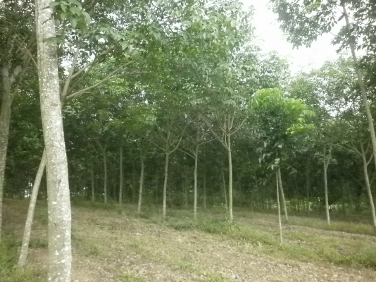 ขออนุญาติ ขายสวนยางหน่อยนะครับ ( ที่อำเภอวังน้ำเขียว ) ขออนุญาติ ขายสวนยางหน่อยนะครับ ( ที่อำเภอวังน้ำเขียว )