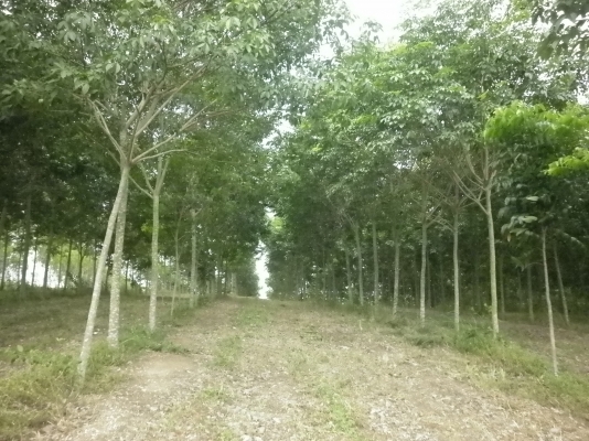 ขออนุญาติ ขายสวนยางหน่อยนะครับ ( ที่อำเภอวังน้ำเขียว ) ขออนุญาติ ขายสวนยางหน่อยนะครับ ( ที่อำเภอวังน้ำเขียว )