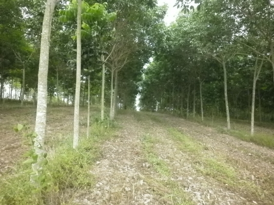 ขออนุญาติ ขายสวนยางหน่อยนะครับ ( ที่อำเภอวังน้ำเขียว )