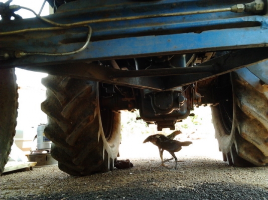 ***ขายแล้วครับขอบคุณ Truck2hand ***ปรับราคาขายรถไถพร้อมคีบ สภาพดี รถไถFORD6800 T2 เครื่องแน่นติดง่าย ปั๊มดี ยางดี4เส้นคานหน้าเปลี่ยนใหม่ ใหญ่กว่าเดิม พร้อมอุปกรณ์คีบ ของ อ.เกษตรรุ่งเรือง หนองกี่ คีบประมาณ2ปี ไม่เคยใ้ช้งานนอก คีบแต่งานเจ้่ของเอง สภาพสวย แข