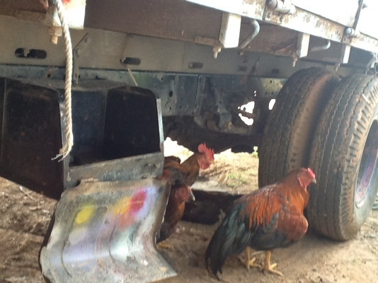 ขายด่วน NKR 58LU5M ปี36 แคชชีสวยจัดยางใหม่6เส้นเครื่อง4BE1 110HPรถห้างครับเอกสารพร้อมโอน