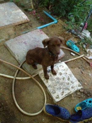 ยกให้ฟรี เจ้าของจะไปต่างประเทศ รับไปเลี้ยงแล้วครับ