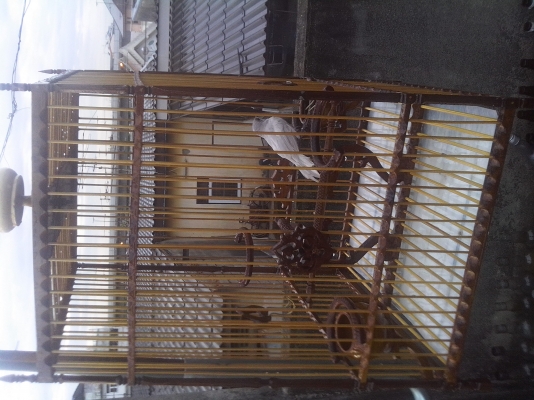 นกกางเขนเผือก