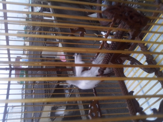 นกกางเขนเผือก