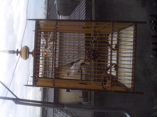 นกกางเขนเผือก