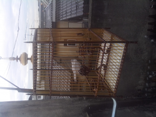 นกกางเขนเผือก