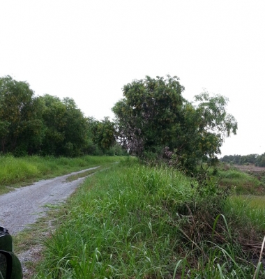 ขายที่ดิน1ไร่ อยู่ถนนเรียบคลอง14 อยู่เยี้ยงทางเข้าสนามกอล์ฟอาทิตยาคันทรี่คลับ เข้าซอย500เมตร