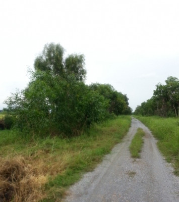 ขายที่ดิน1ไร่ อยู่ถนนเรียบคลอง14 อยู่เยี้ยงทางเข้าสนามกอล์ฟอาทิตยาคันทรี่คลับ เข้าซอย500เมตร