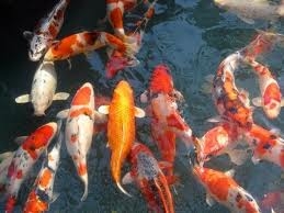 รับสร้าง รับทำ ออกแบบ บ่อปลา ปลาคราฟ เต็มระบบ