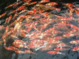 รับสร้าง รับทำ ออกแบบ บ่อปลา ปลาคราฟ เต็มระบบ