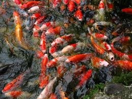 รับสร้าง รับทำ ออกแบบ บ่อปลา ปลาคราฟ เต็มระบบ