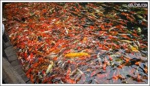 รับสร้าง รับทำ ออกแบบ บ่อปลา ปลาคราฟ เต็มระบบ