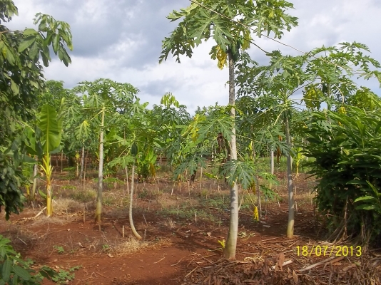 ขายที่ดินทำไร่แบ่งขายเหมาะทำรีสอร์ท  10 ไร่