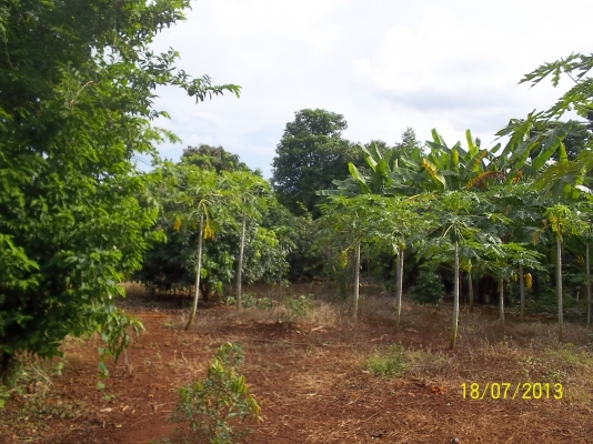 ขายที่ดินทำไร่แบ่งขายเหมาะทำรีสอร์ท  10 ไร่