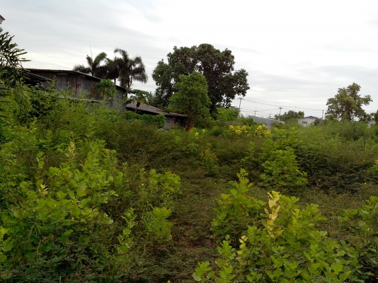 ต้องการขายที่ 380 ตารางวา ถมแล้วตารางวาละ10000 คลองหลวง คลองสอง