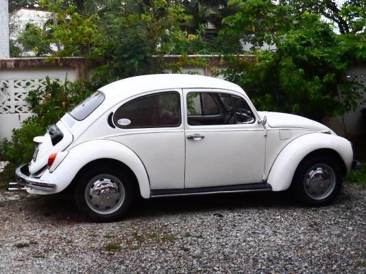 ขายโฟคเต่า