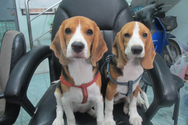 ขาย บีเกิ้ลเพศผู้/เมีย 2 ตัวอายุประมาณ 9 เดือนไว้เป็นเพื่อนคู่ใจตัวละ 10,000 บาท