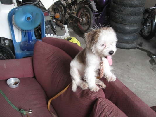 ขายหมาชิสุ ขายหมาชิสุ