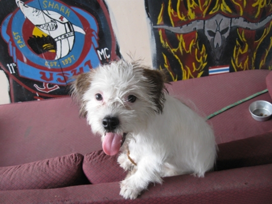 ขายหมาชิสุ