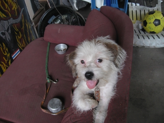 ขายหมาชิสุ ขายหมาชิสุ