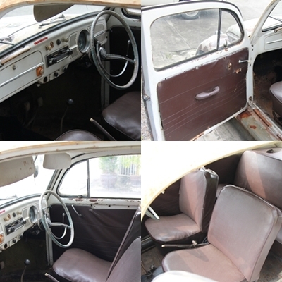 ขายเต่า61