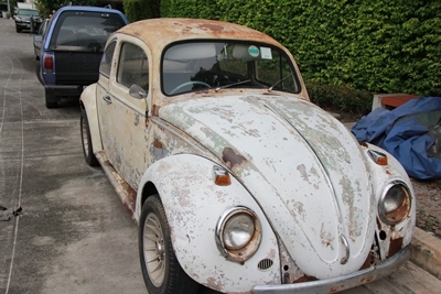 ขายเต่า61