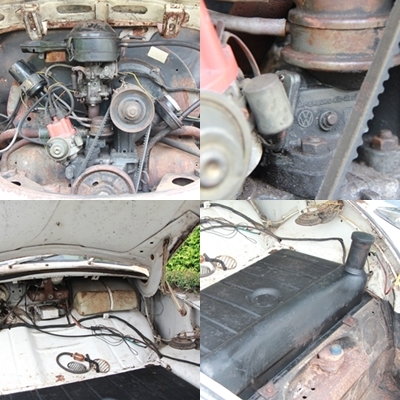 ขายเต่า61