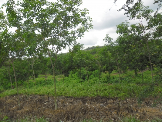 ขายที่ปลูกยางพารา