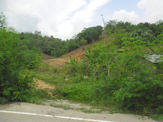 ขายที่ปลูกยางพารา