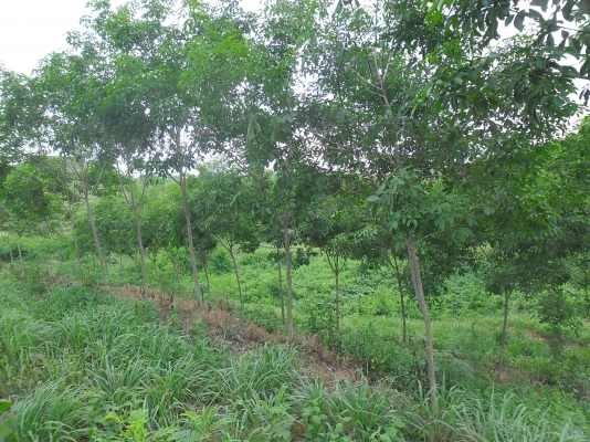 ขายที่ปลูกยางพารา