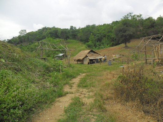 ขายที่ปลูกยางพารา