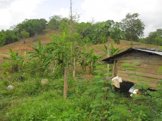 ขายที่ปลูกยางพารา