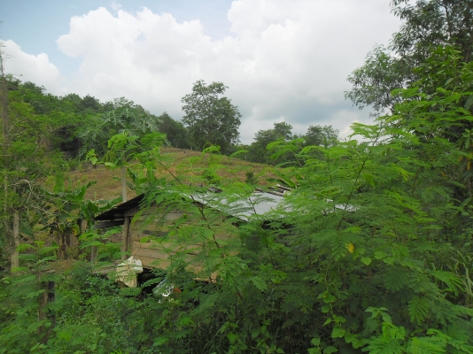 ขายที่ปลูกยางพารา