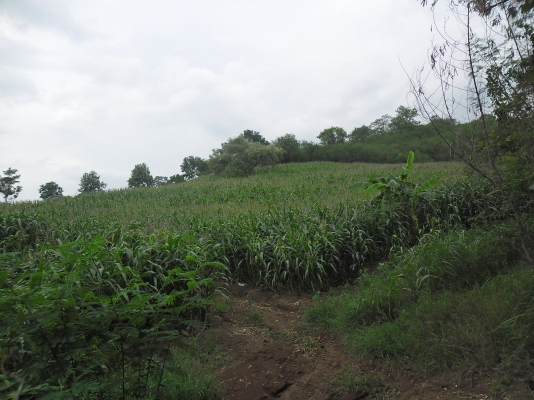 ขายที่ปลูกยางพารา