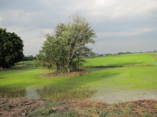 ขายที่ดินราคาถูก