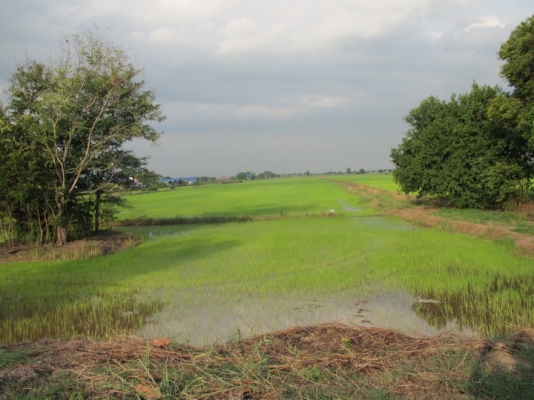 ขายที่ดินราคาถูก