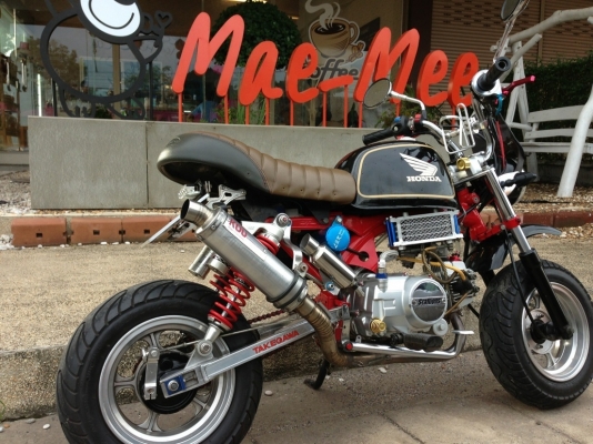 ขาย กอลิล่า stallion ทะเบียนแท้ๆเลข1ตัวเดียว แต่งสวย หาอยู่คุ้มๆเลย