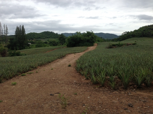 ที่ดินสวยราคาไม่แพง