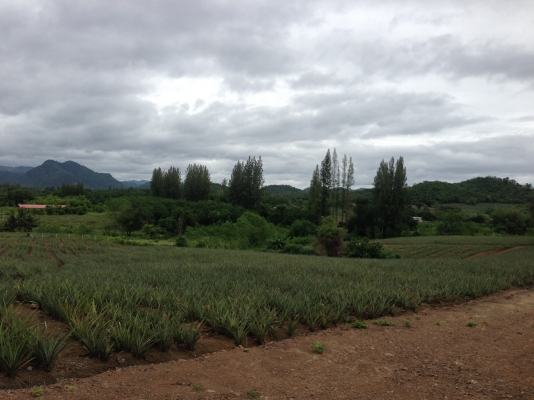 ที่ดินสวยราคาไม่แพง