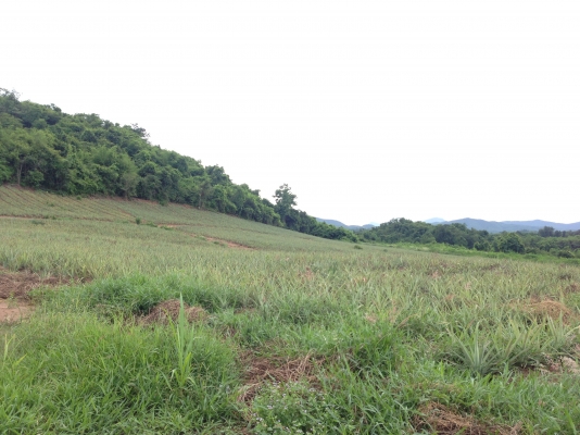 ที่ดินสวยราคาไม่แพง