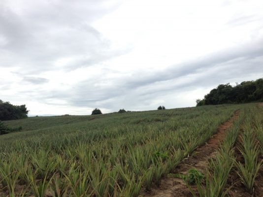 ที่ดินสวยราคาไม่แพง