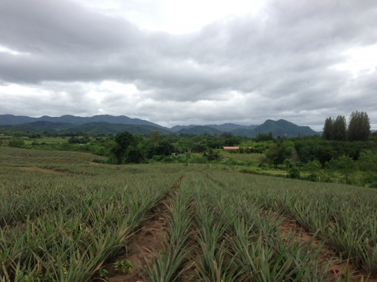 ที่ดินสวยราคาไม่แพง