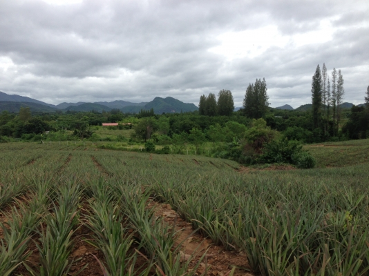 ที่ดินสวยราคาไม่แพง