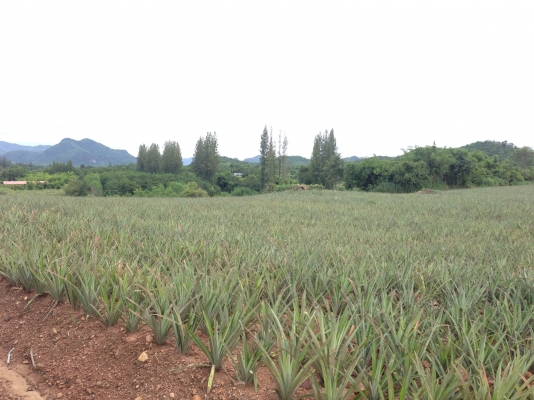 ที่ดินสวยราคาไม่แพง