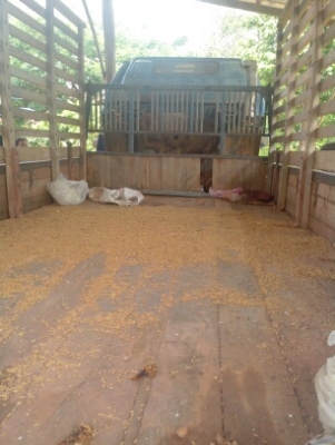 ISUZU NPR59LU5 M 115 4BD1 ห้างแท้ปี 37 เกียร์สั้นยกหัวได้ หัวเดิมบางไม่เคยทำสีตั้งแต่เกิด ภายในสวย ISUZU NPR59LU5 M 115 4BD1 ห้างแท้ปี 37 เกียร์สั้นยกหัวได้ หัวเดิมบางไม่เคยทำสีตั้งแต่เกิด ภายในสวย