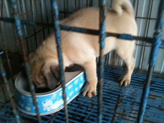 ขาย  หมาปั๊ก 2 เดือน