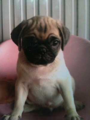 ขาย  หมาปั๊ก 2 เดือน