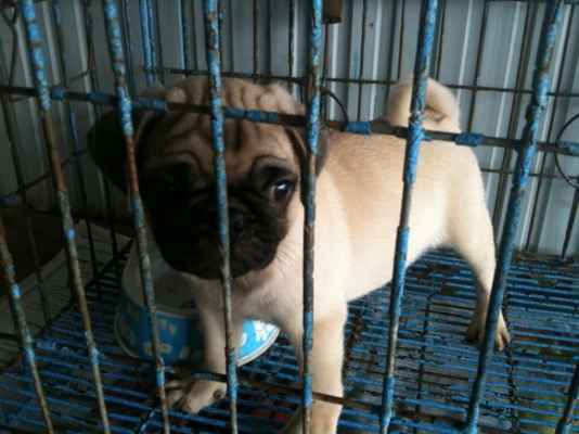 ขาย  หมาปั๊ก 2 เดือน