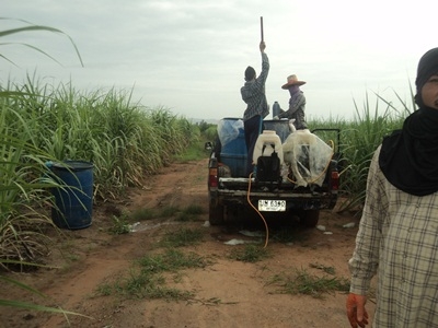 ขายรถนิสสันเอสดี 23 เอาไว้ไปไร่ไปนาใด้มีทะเบียนไม่ขาด(ขายตามสภาพ)รถก็ใช้งานอยู่ ขายรถนิสสันเอสดี 23 เอาไว้ไปไร่ไปนาใด้มีทะเบียนไม่ขาด(ขายตามสภาพ)รถก็ใช้งานอยู่